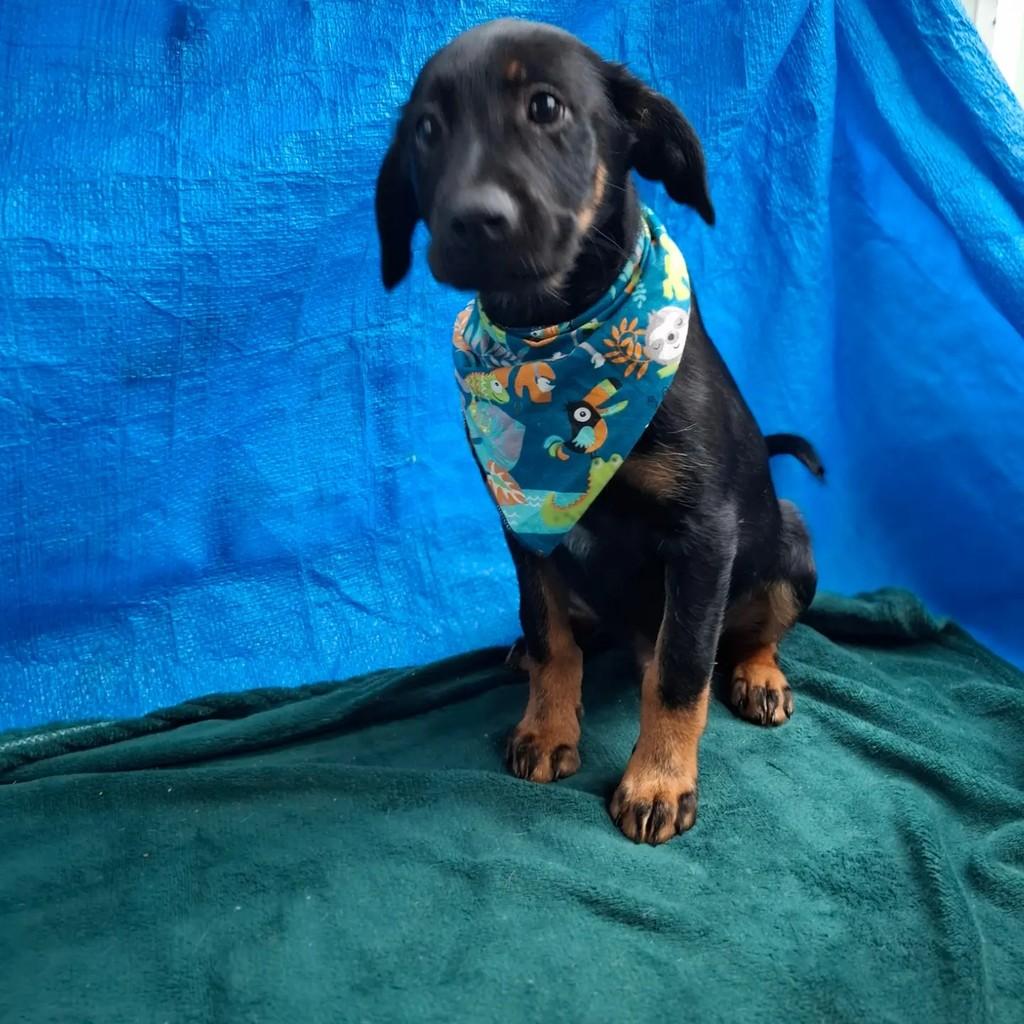 Wolverine, cachorro de porte médio para adoção em São Paulo - SP — foto 4 de 7