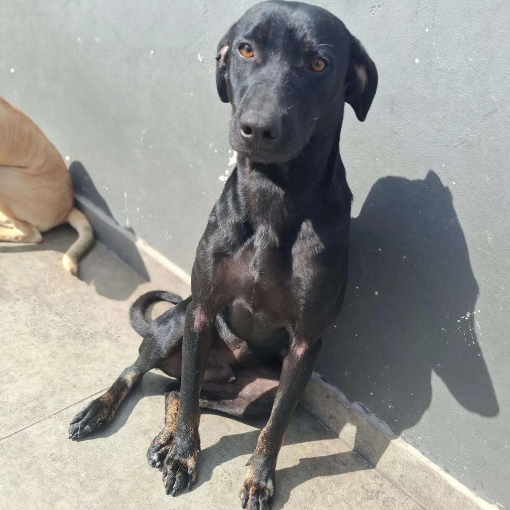 Azeitona, cadela de porte médio para adoção em São Paulo - SP — foto 4 de 5