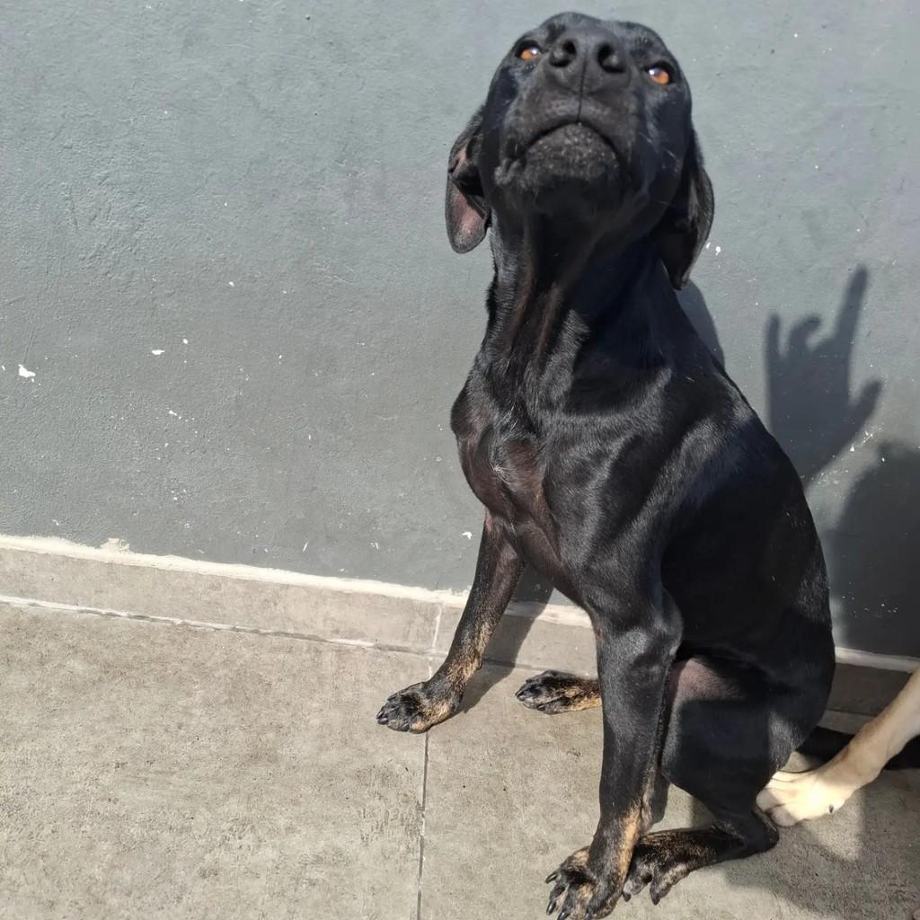 Azeitona, cadela de porte médio para adoção em São Paulo - SP — foto 5 de 5