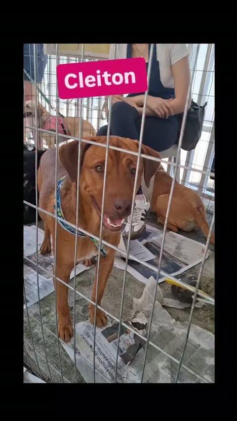 Cleitinho, cachorro de porte médio para adoção em São Paulo - SP