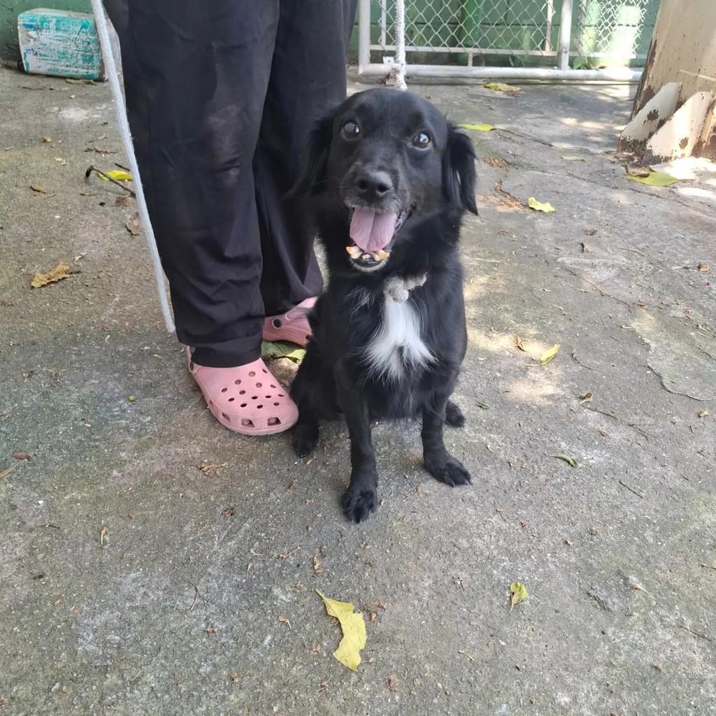 Dentinho, cachorro de porte pequeno para adoção em São Paulo - SP
