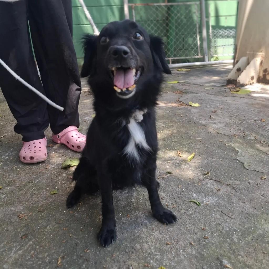 Dentinho, cachorro de porte pequeno para adoção em São Paulo - SP — foto 2 de 8