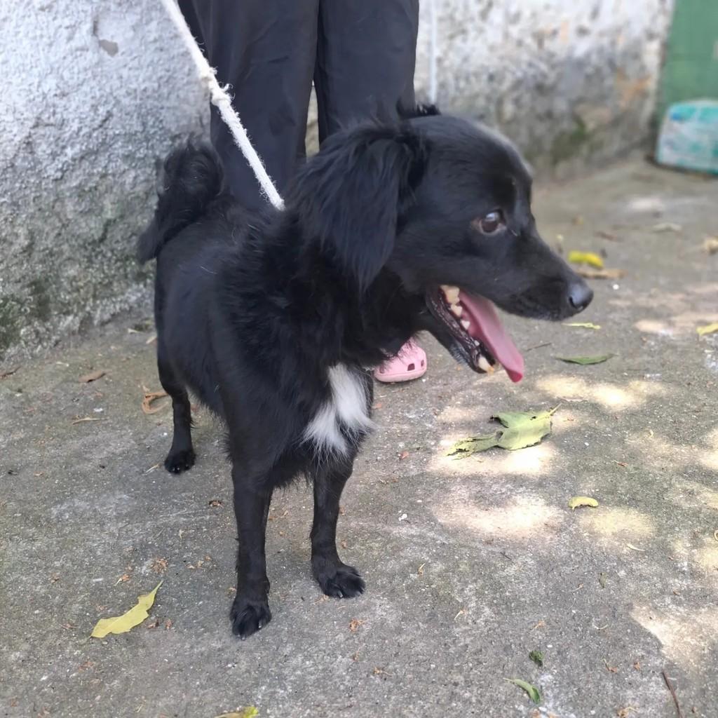 Dentinho, cachorro de porte pequeno para adoção em São Paulo - SP — foto 3 de 8
