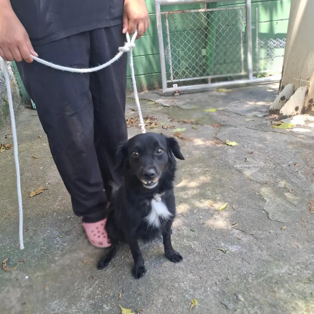 Dentinho, cachorro de porte pequeno para adoção em São Paulo - SP — foto 4 de 8