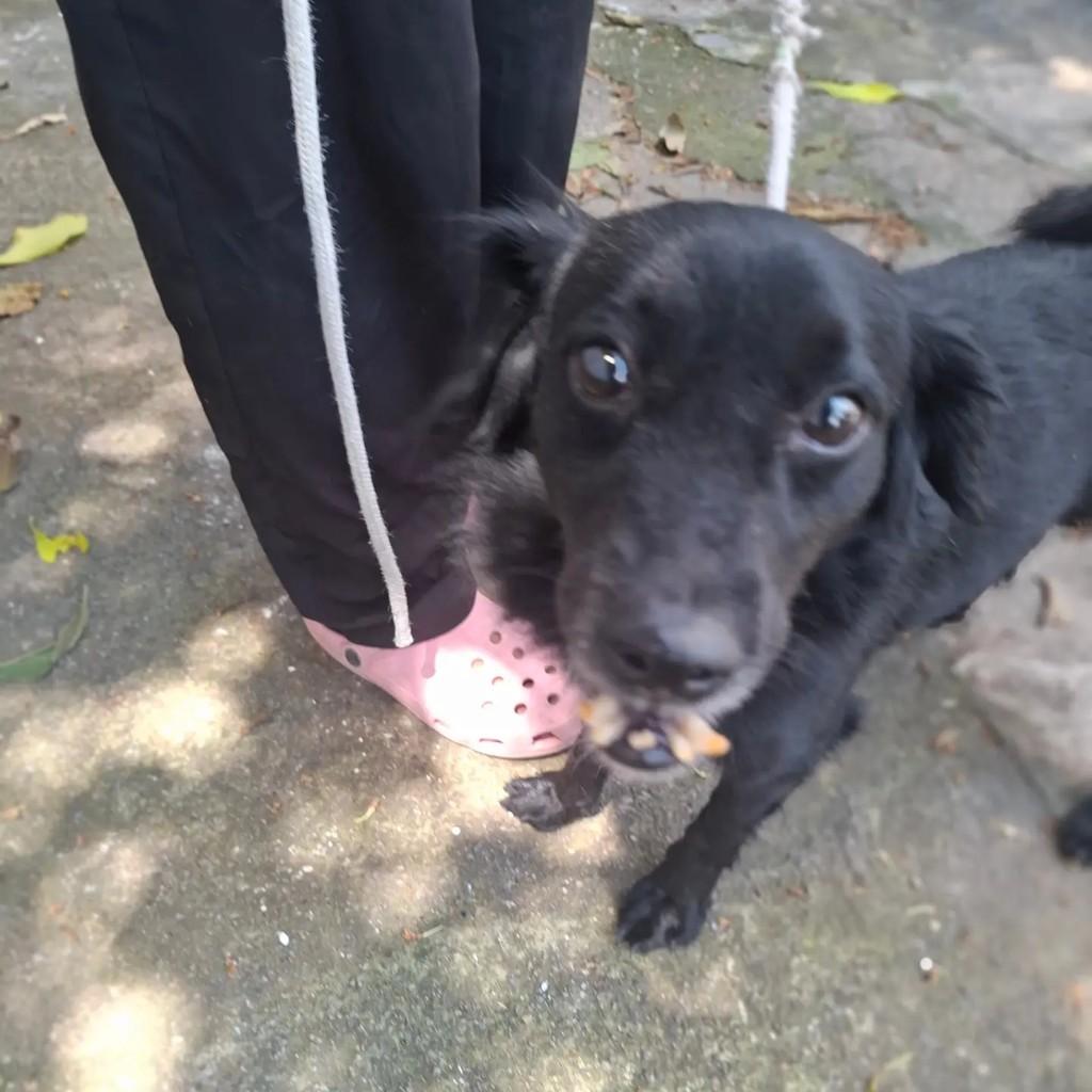 Dentinho, cachorro de porte pequeno para adoção em São Paulo - SP — foto 5 de 8