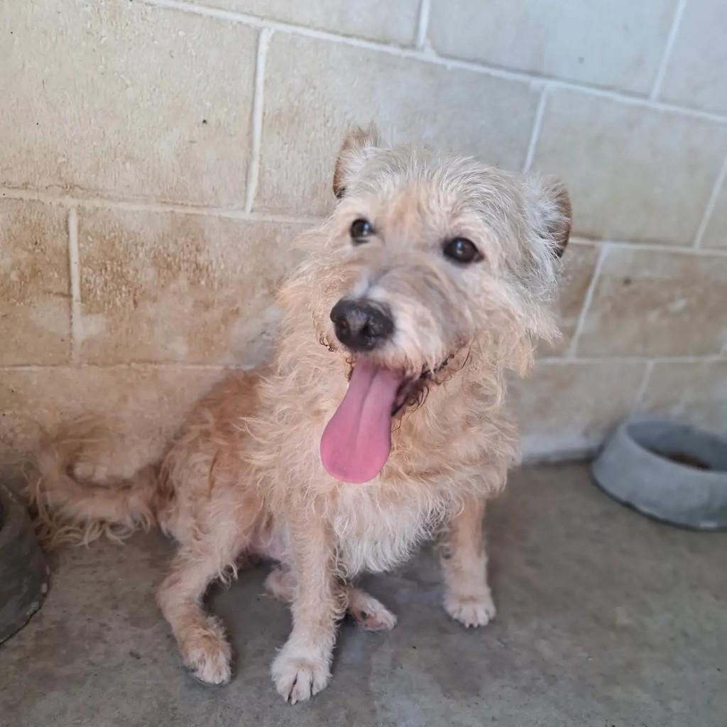 Benji, cachorro de porte médio para adoção em São Paulo - SP