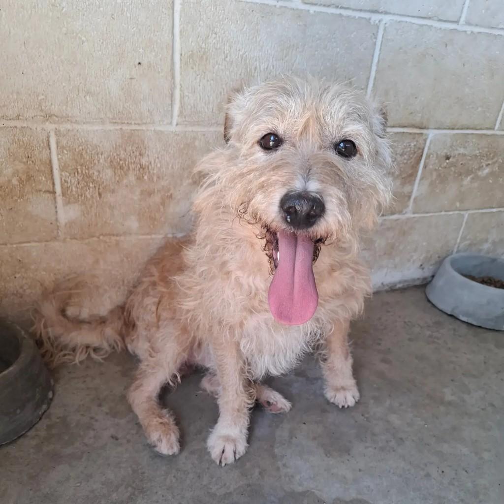 Benji, cachorro de porte médio para adoção em São Paulo - SP — foto 2 de 8