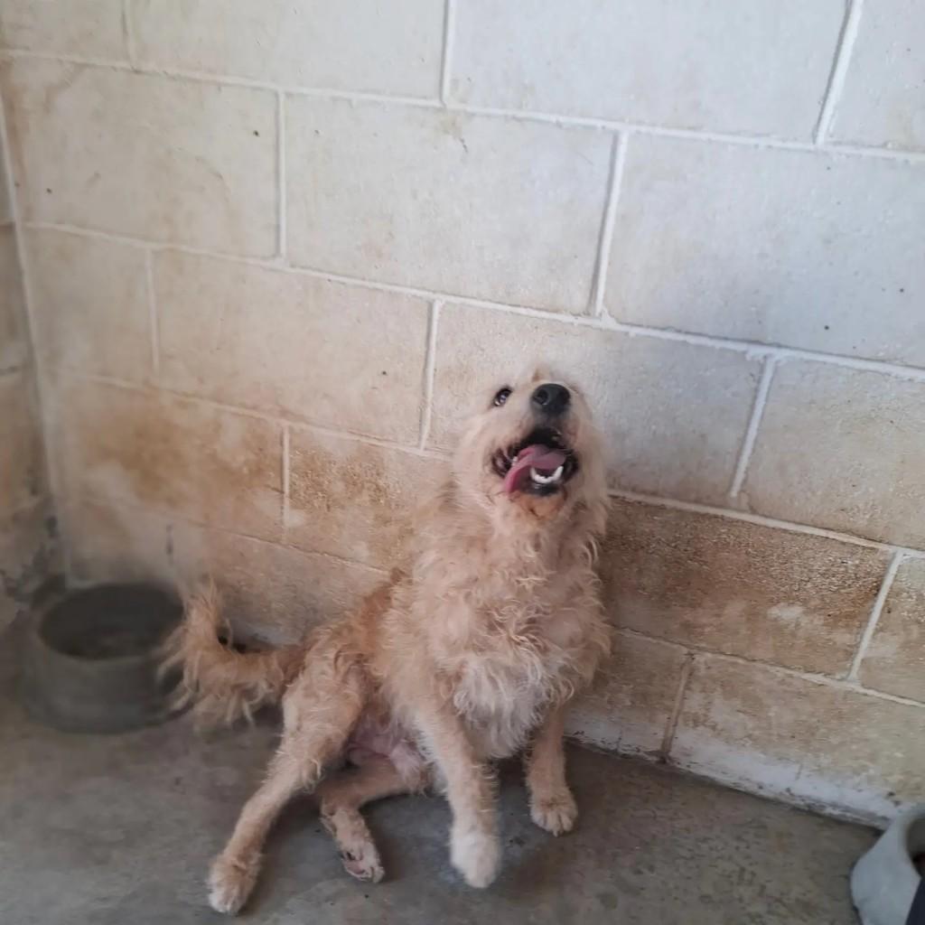 Benji, cachorro de porte médio para adoção em São Paulo - SP — foto 3 de 8