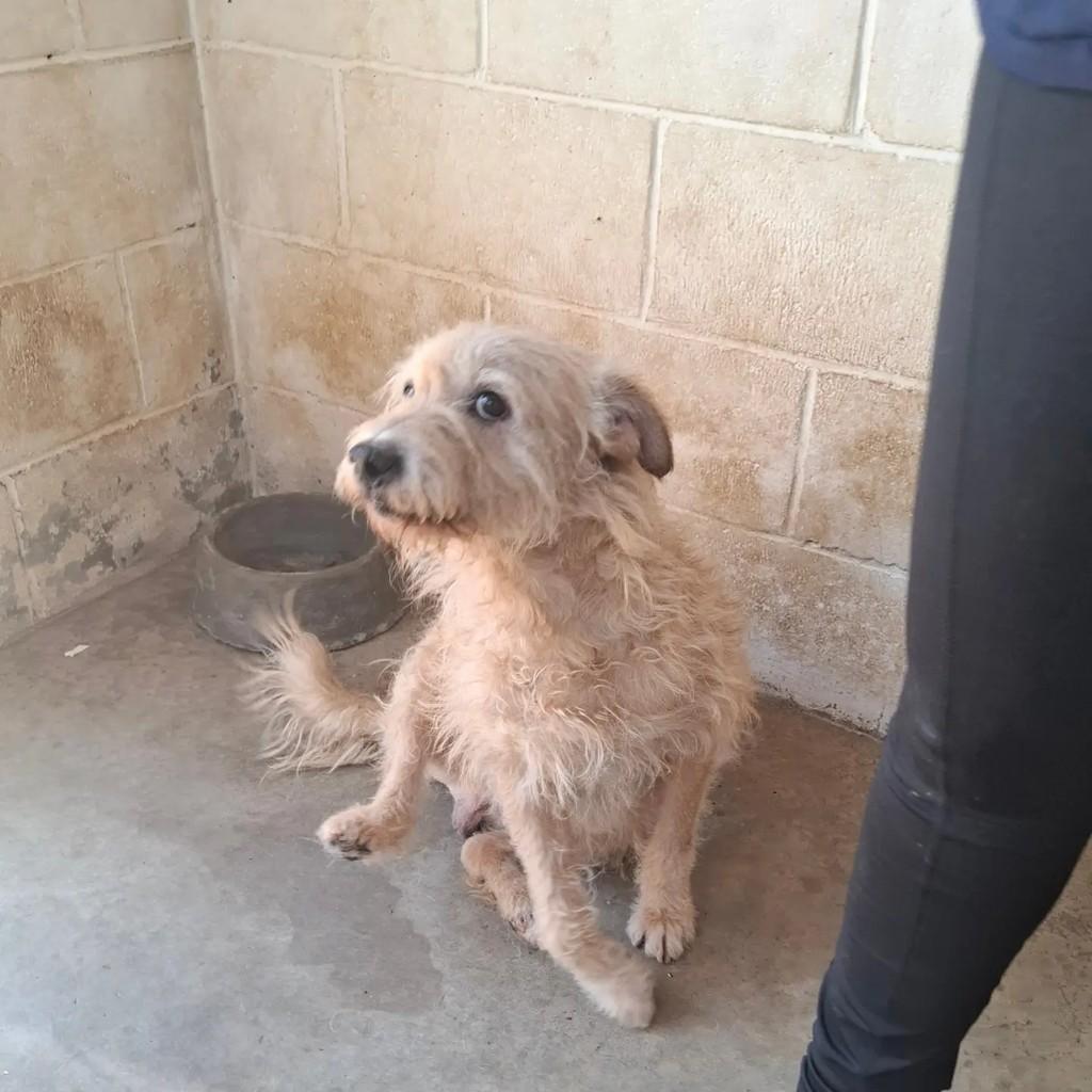 Benji, cachorro de porte médio para adoção em São Paulo - SP — foto 4 de 8