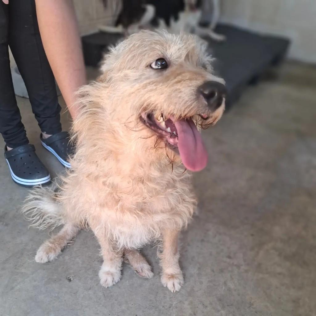 Benji, cachorro de porte médio para adoção em São Paulo - SP — foto 5 de 8