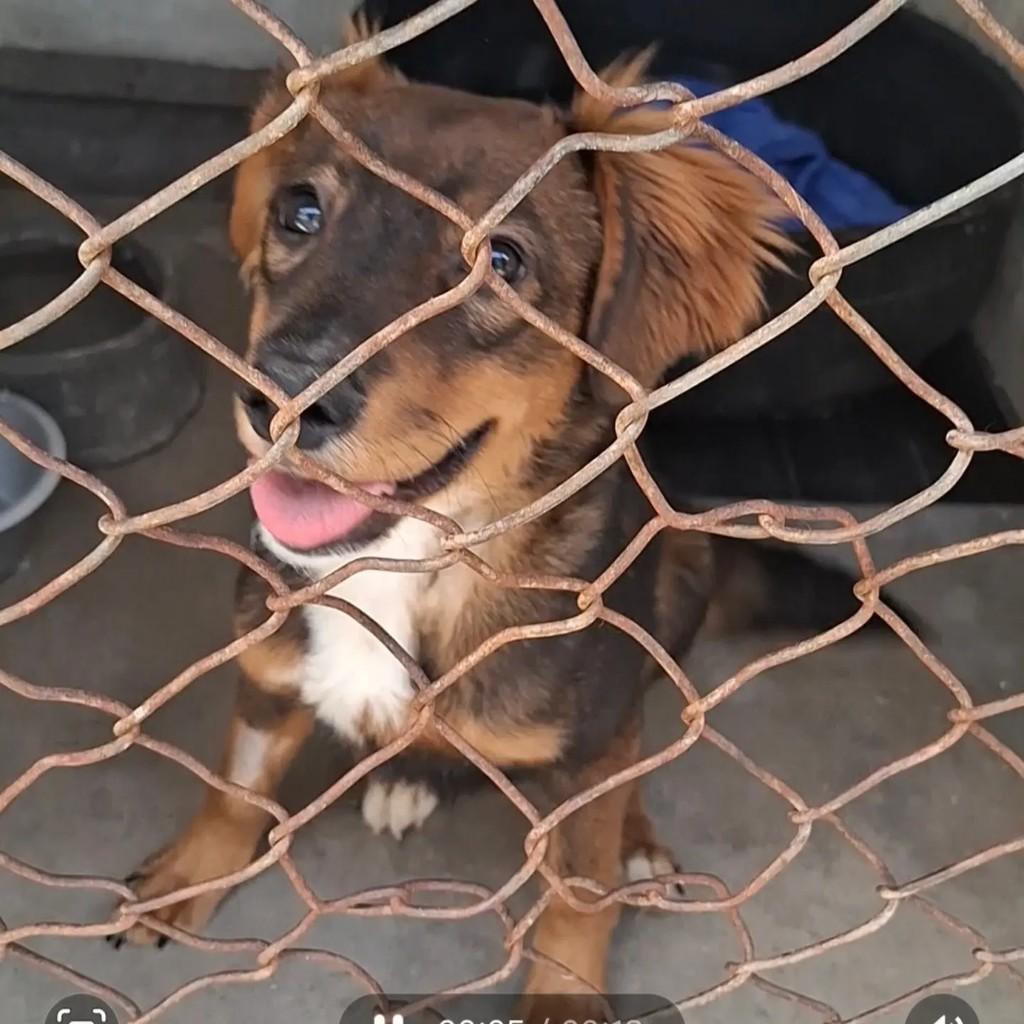 Naldinho, cachorro de porte pequeno para adoção em São Paulo - SP