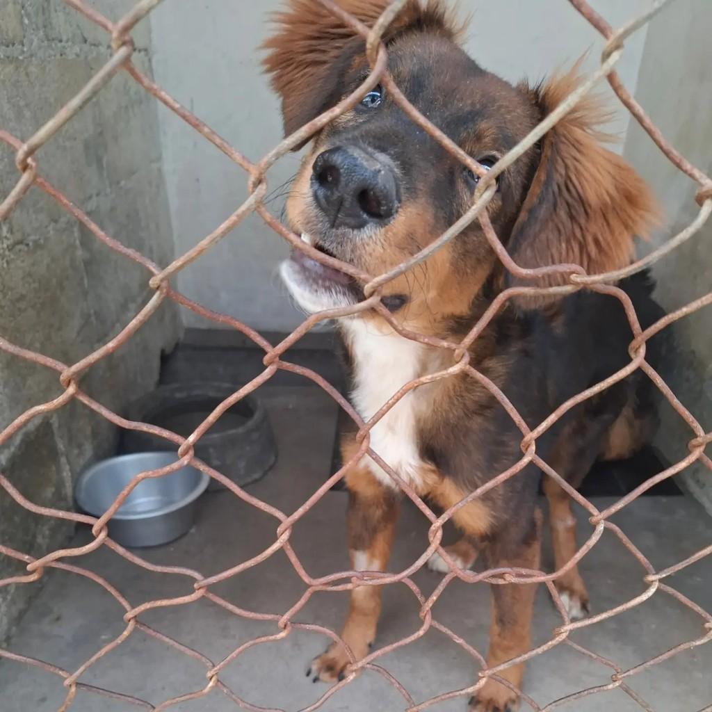 Naldinho, cachorro de porte pequeno para adoção em São Paulo - SP — foto 2 de 2
