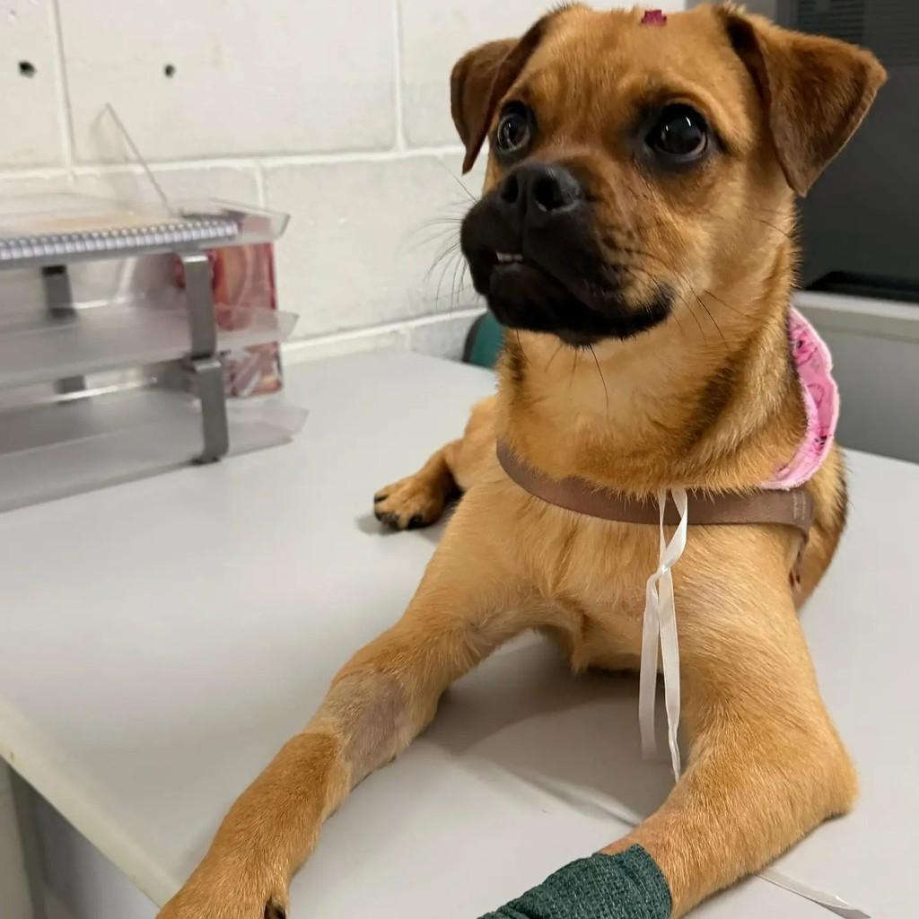 Marcinha, cadela para adoção em São Paulo - SP — foto 2 de 2