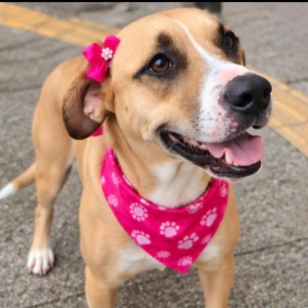 Bonnie, cadela para adoção em São Paulo - SP