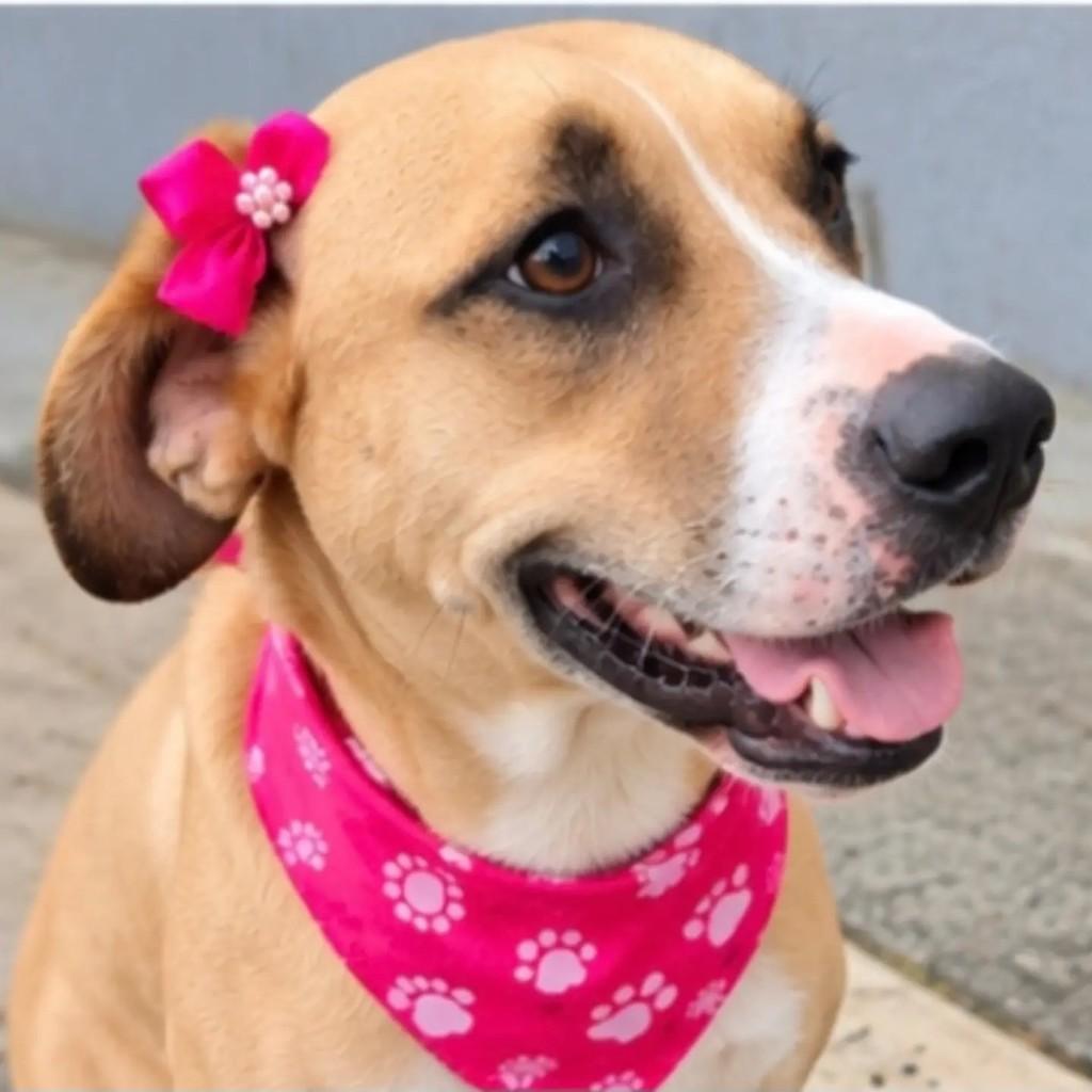Bonnie, cadela para adoção em São Paulo - SP — foto 2 de 4