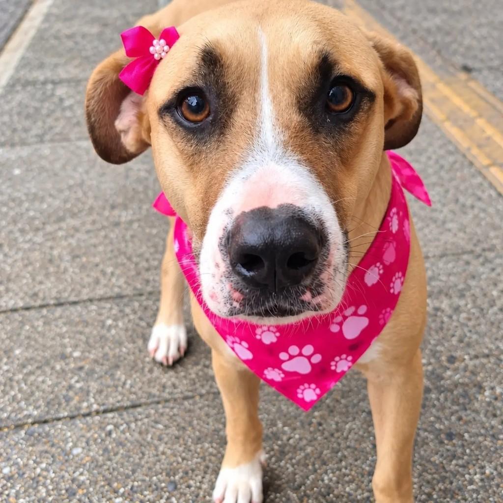 Bonnie, cadela para adoção em São Paulo - SP — foto 3 de 4
