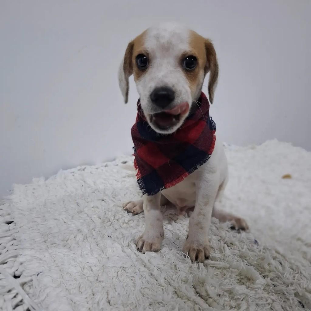 Ravi, cachorro de porte pequeno para adoção em São Paulo - SP
