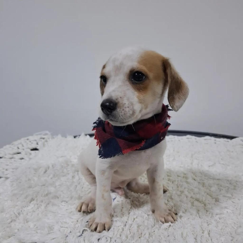 Ravi, cachorro de porte pequeno para adoção em São Paulo - SP — foto 2 de 9