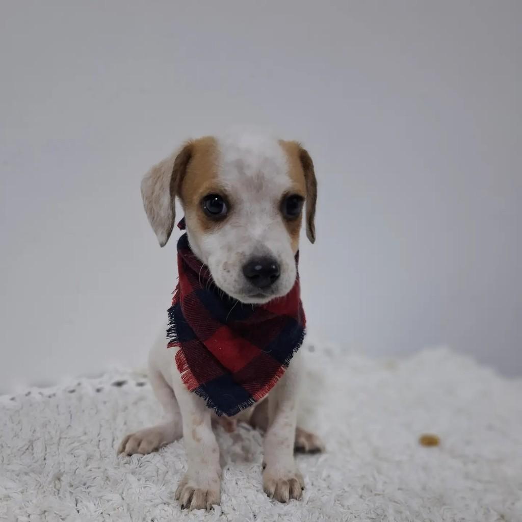 Ravi, cachorro de porte pequeno para adoção em São Paulo - SP — foto 3 de 9