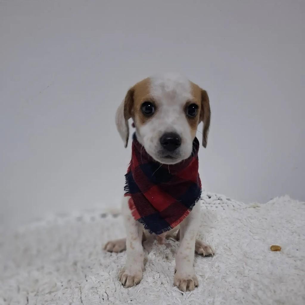 Ravi, cachorro de porte pequeno para adoção em São Paulo - SP — foto 4 de 9