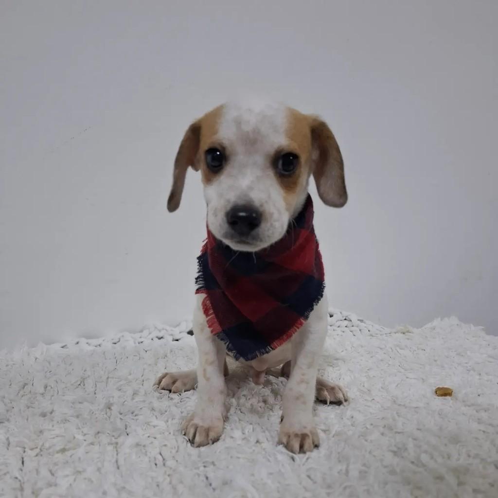 Ravi, cachorro de porte pequeno para adoção em São Paulo - SP — foto 5 de 9