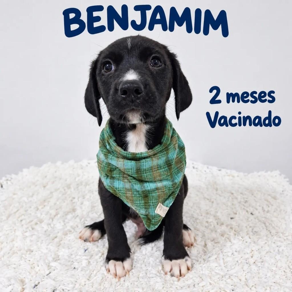 Benjamim, cachorro de porte pequeno para adoção em São Paulo - SP