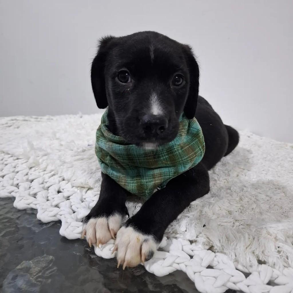 Benjamim, cachorro de porte pequeno para adoção em São Paulo - SP — foto 2 de 5