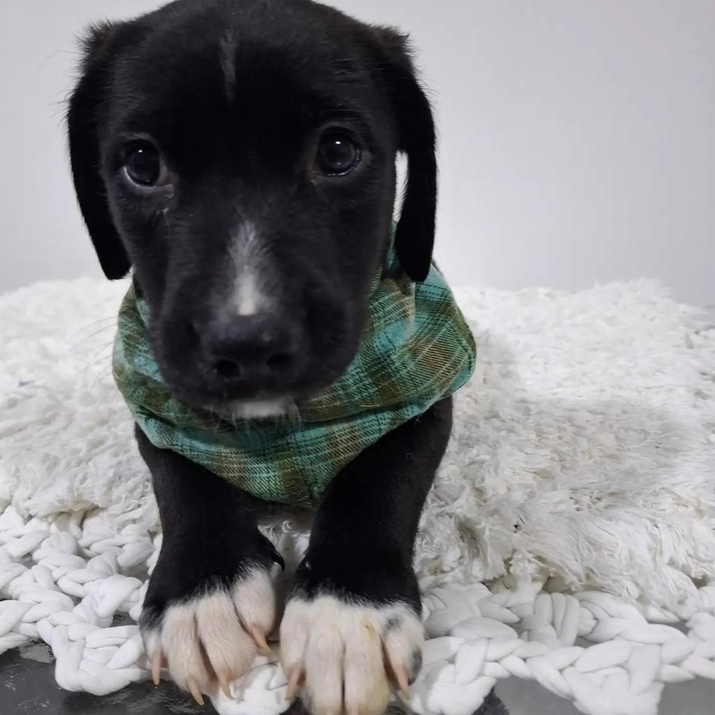 Benjamim, cachorro de porte pequeno para adoção em São Paulo - SP — foto 3 de 5