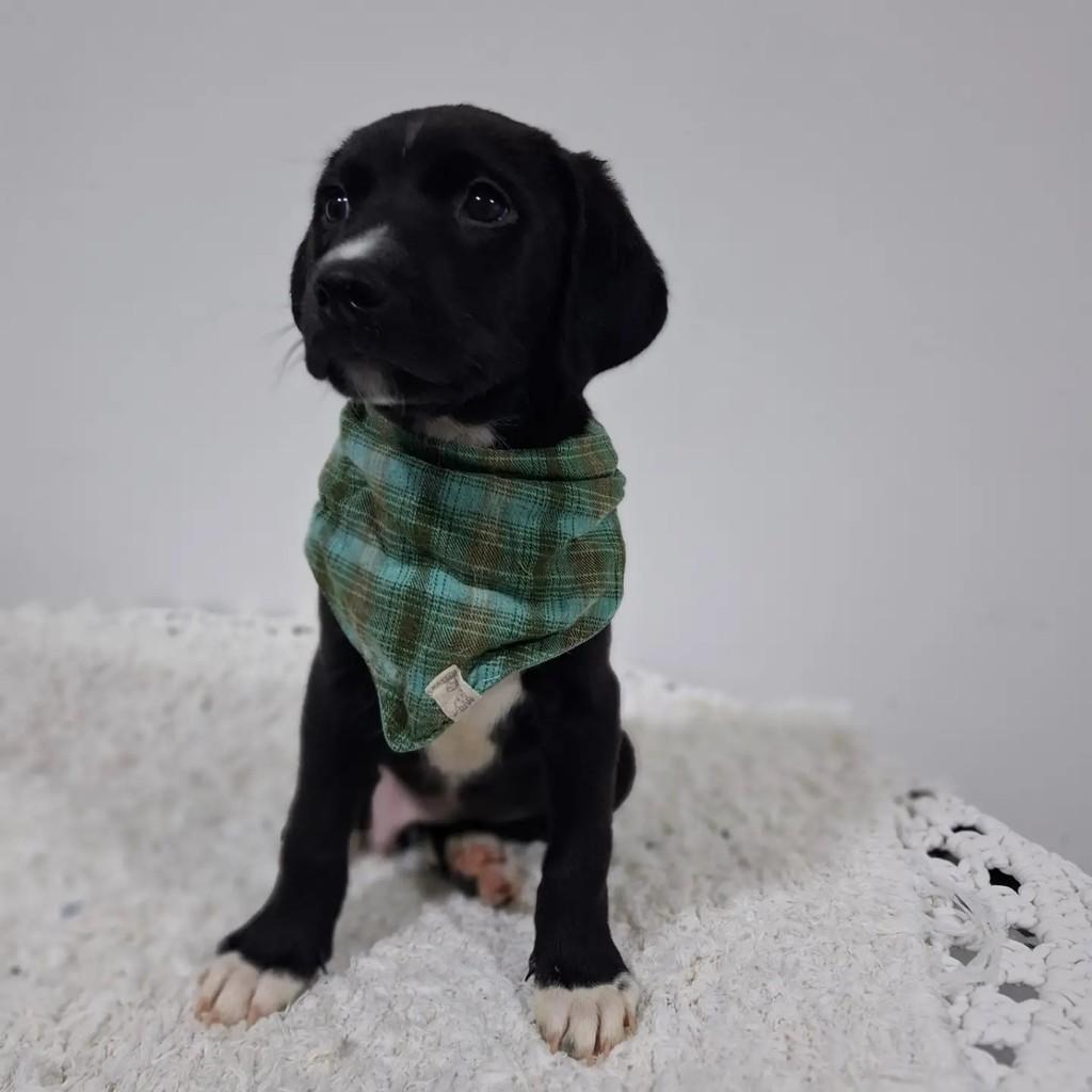 Benjamim, cachorro de porte pequeno para adoção em São Paulo - SP — foto 4 de 5