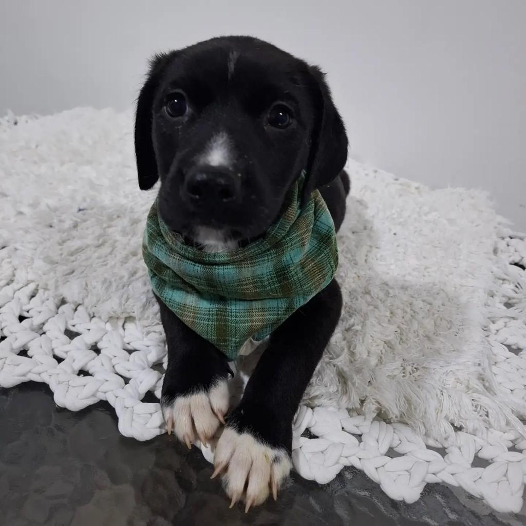 Benjamim, cachorro de porte pequeno para adoção em São Paulo - SP — foto 5 de 5
