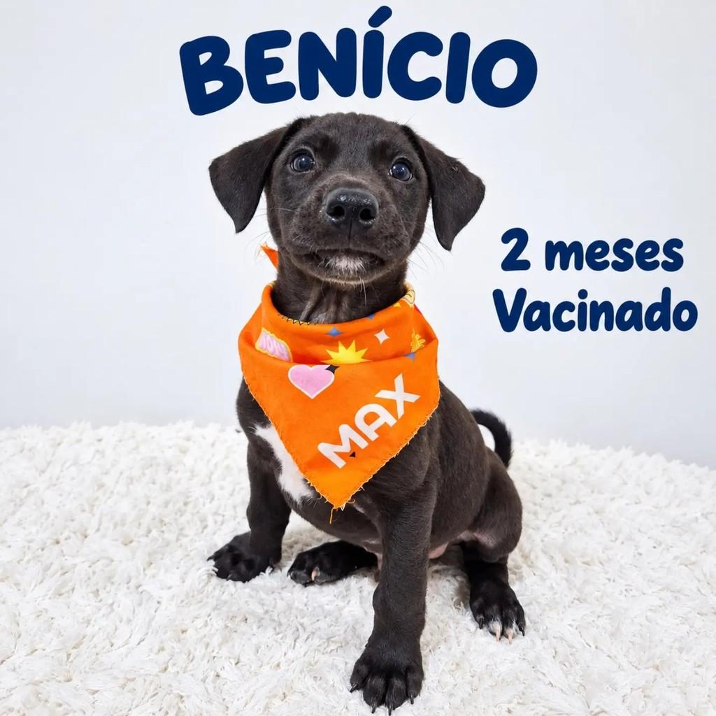 Benicio, cachorro de porte pequeno para adoção em São Paulo - SP