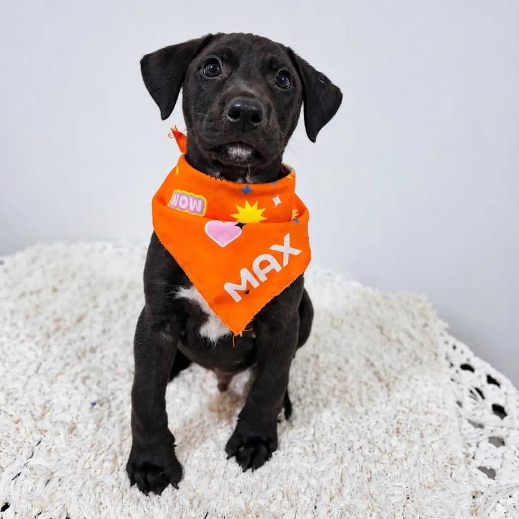 Benicio, cachorro de porte pequeno para adoção em São Paulo - SP — foto 2 de 2
