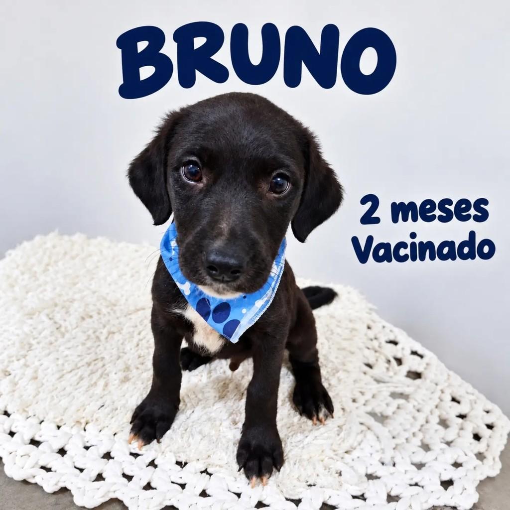Bruno, cachorro de porte pequeno para adoção em São Paulo - SP