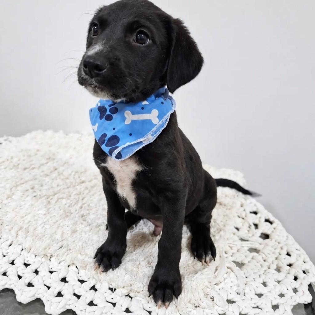 Bruno, cachorro de porte pequeno para adoção em São Paulo - SP — foto 2 de 4