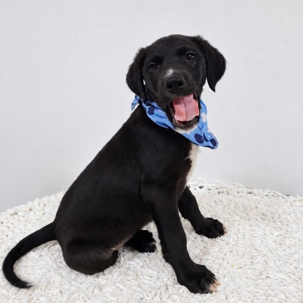 Bruno, cachorro de porte pequeno para adoção em São Paulo - SP — foto 3 de 4