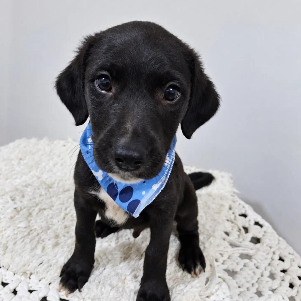 Bruno, cachorro de porte pequeno para adoção em São Paulo - SP — foto 4 de 4
