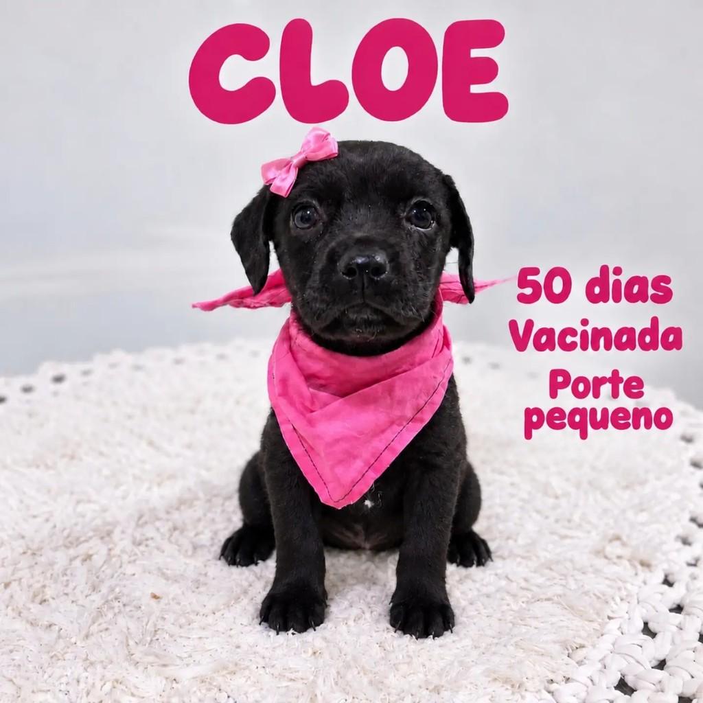 Cloe, cachorro de porte pequeno para adoção em São Paulo - SP