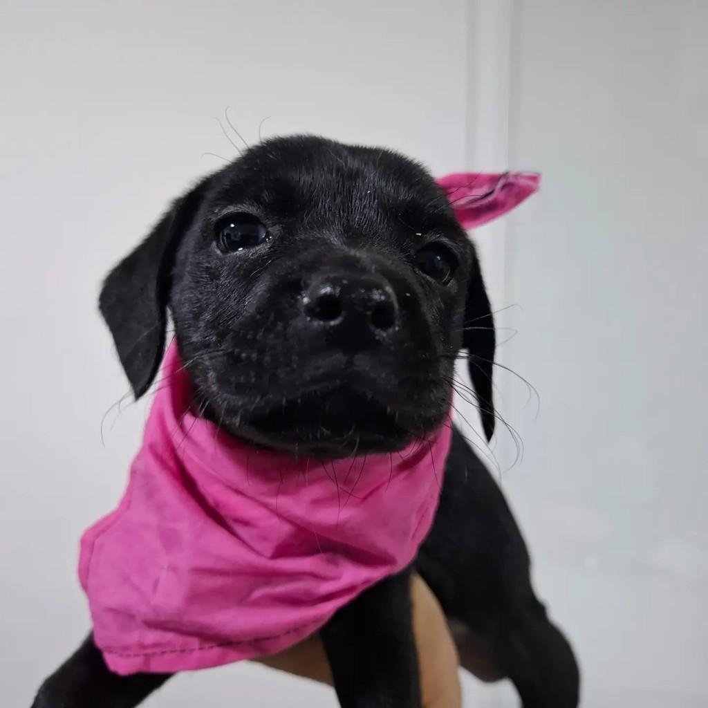 Cloe, cachorro de porte pequeno para adoção em São Paulo - SP — foto 2 de 2