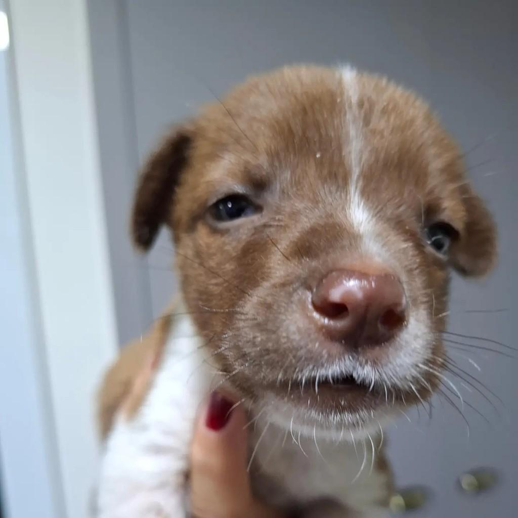 Cebolinha, cachorro de porte pequeno para adoção em São Paulo - SP