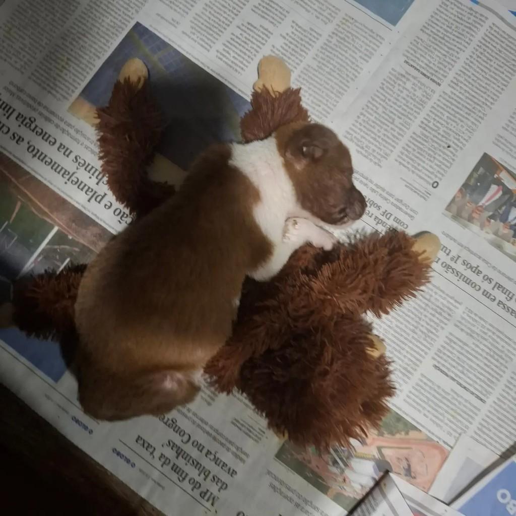 Cebolinha, cachorro de porte pequeno para adoção em São Paulo - SP — foto 2 de 2