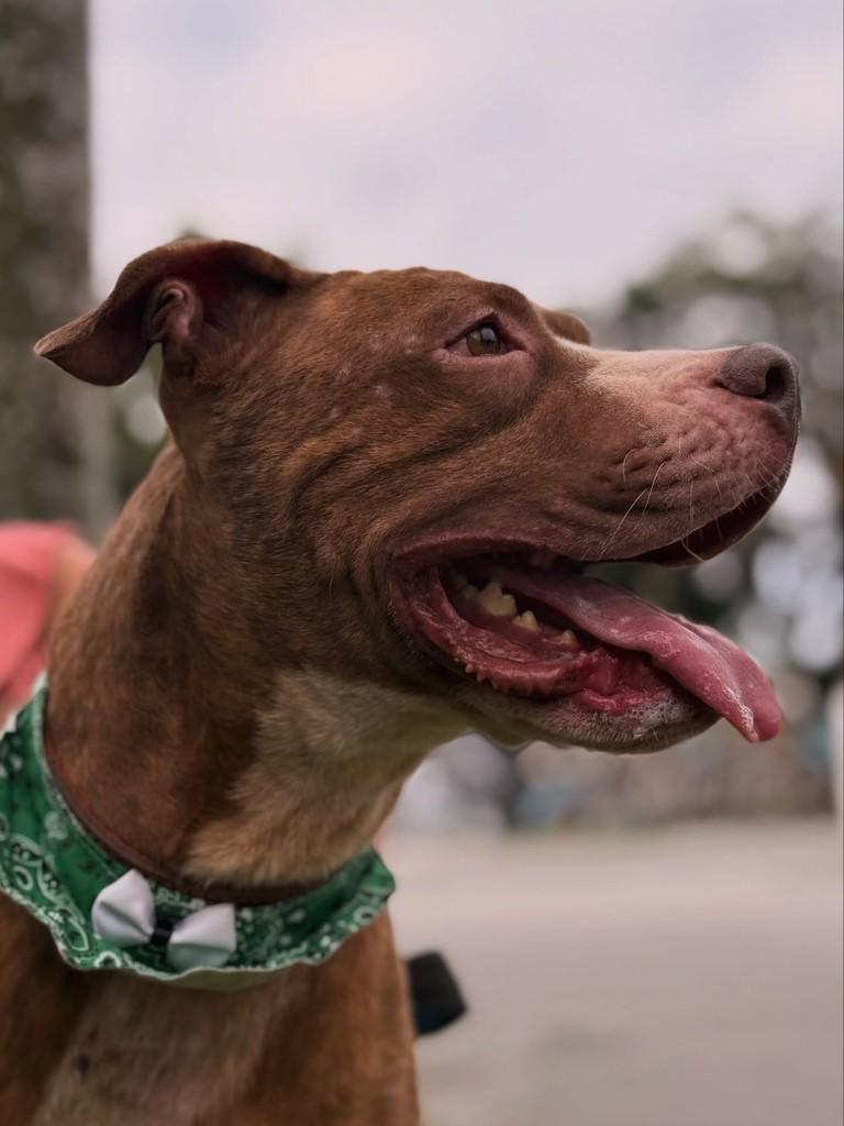Marcelão, cachorro de porte grande para adoção em Bertioga - SP