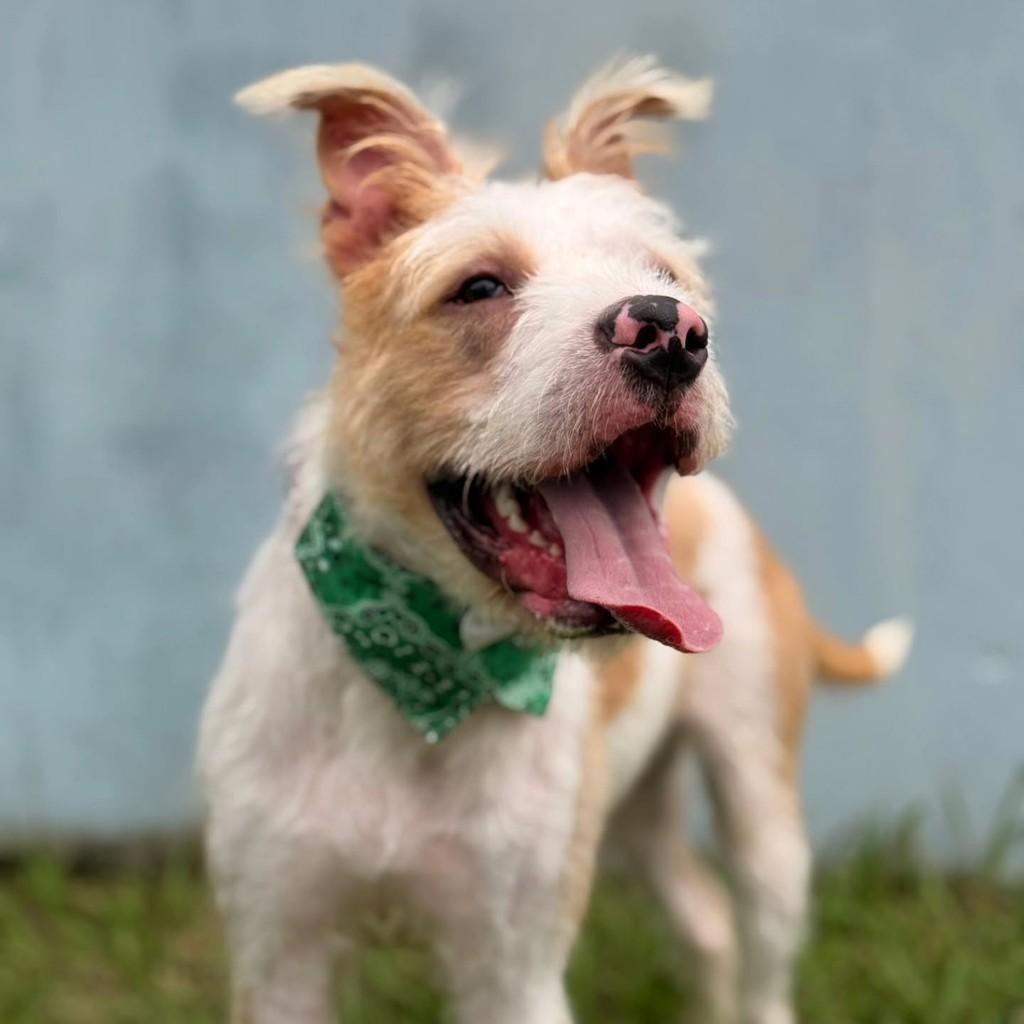 Don Juan, cachorro de porte pequeno para adoção em Bertioga - SP