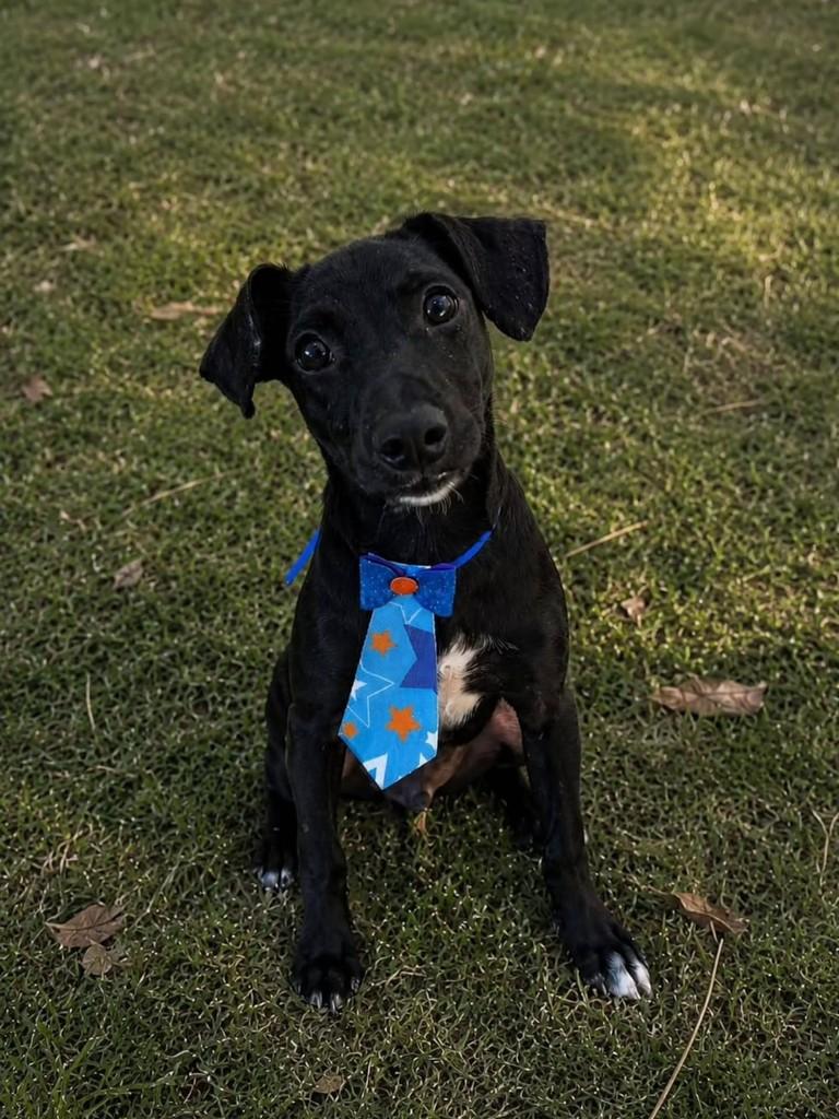 Azeitona, cachorro de porte pequeno para adoção em Bertioga - SP