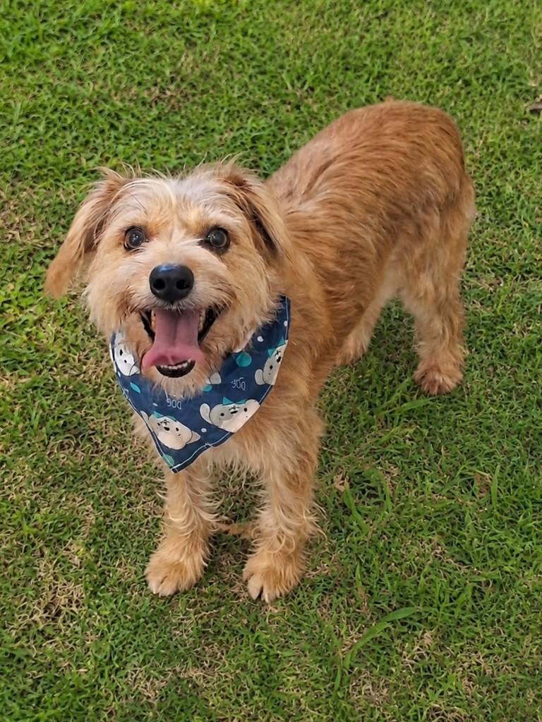 Estopinha, cachorro de porte pequeno para adoção em Bertioga - SP