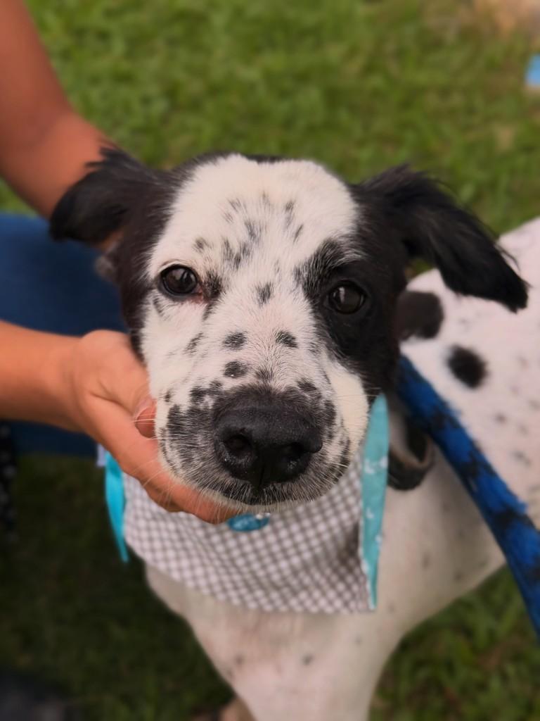 Ikky, cachorro de porte médio para adoção em Bertioga - SP