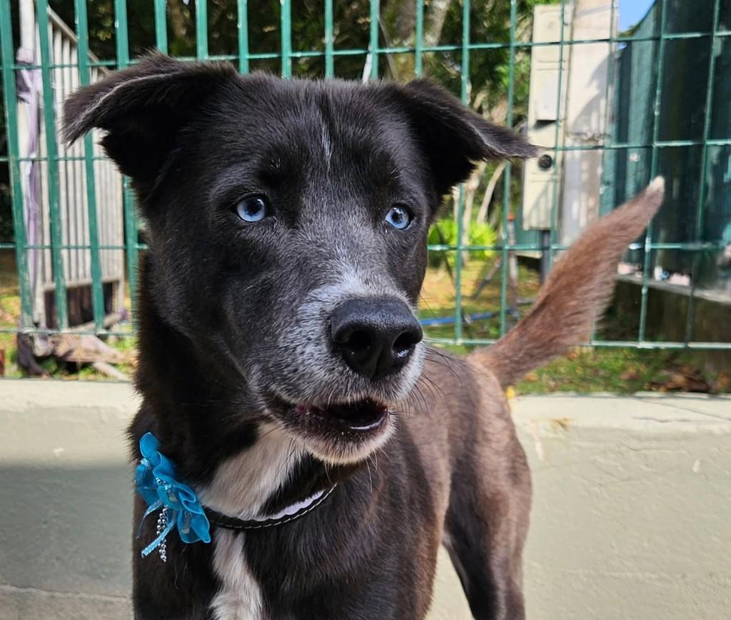 Safira, cachorro para adoção em Bertioga - SP