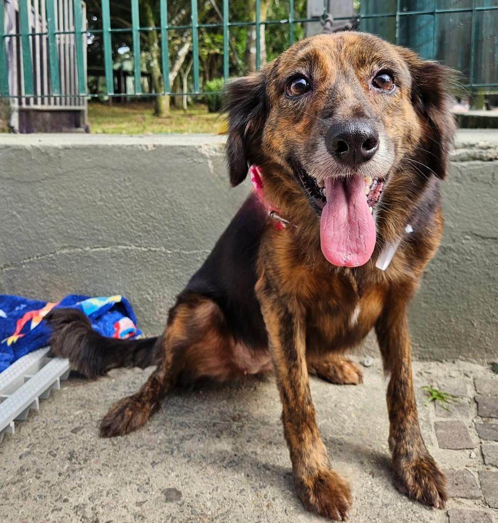 Beth, cachorro de porte médio para adoção em Bertioga - SP