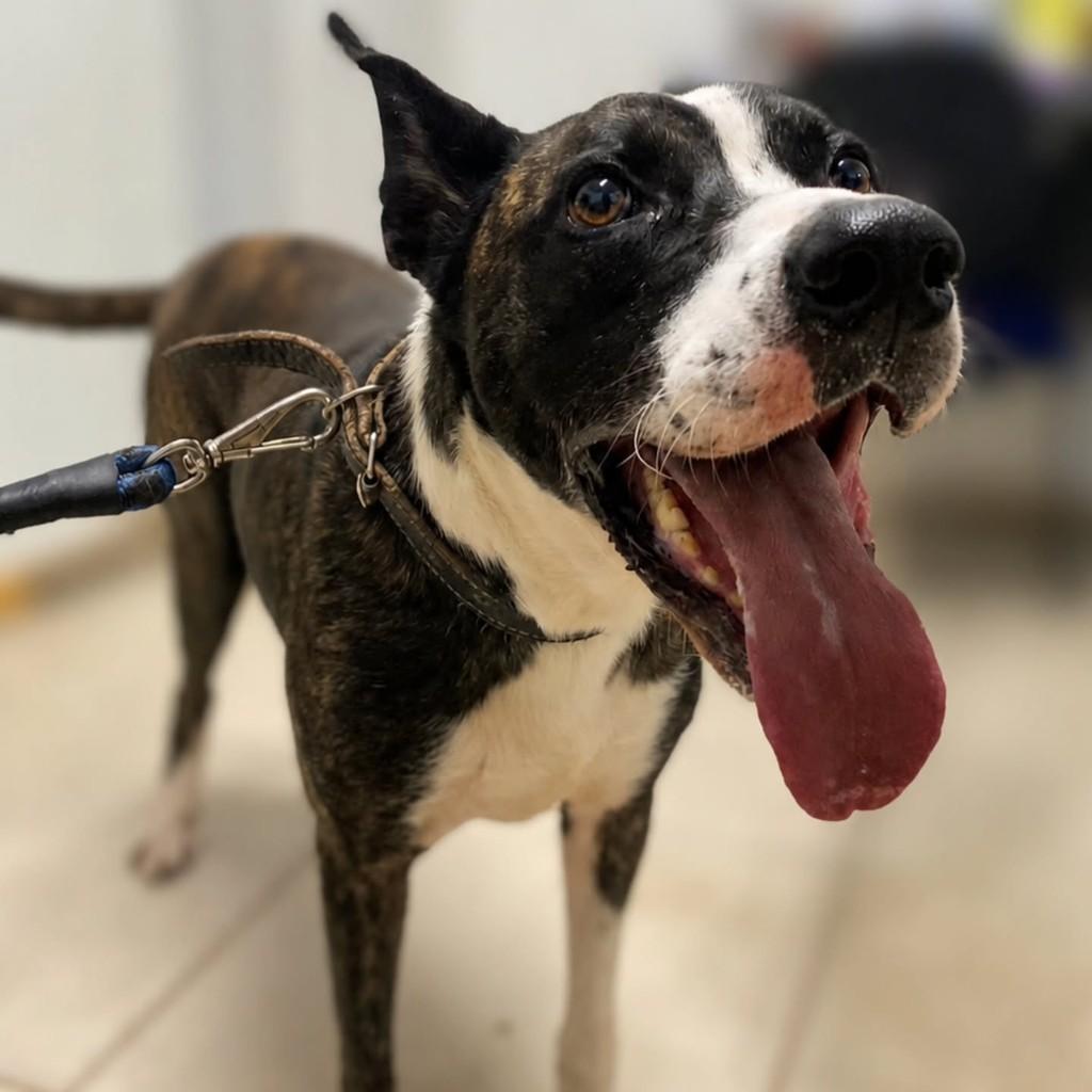 Bebezão, cachorro de porte grande para adoção em Bertioga - SP