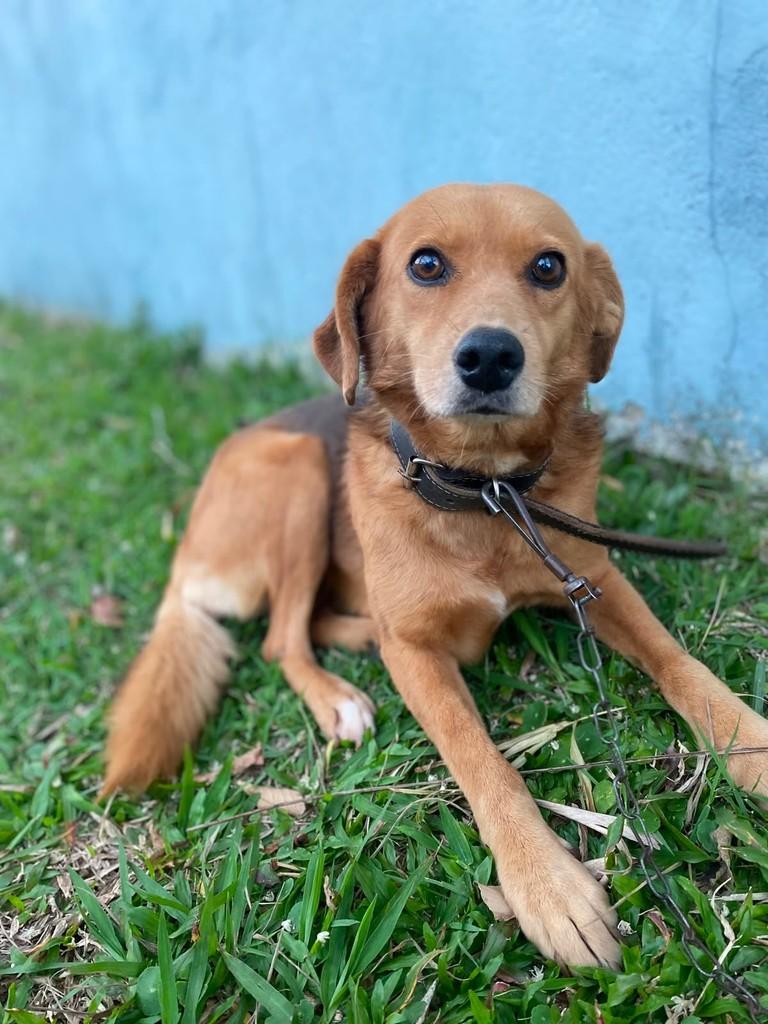 Neguinha, cadela de porte médio para adoção em Bertioga - SP