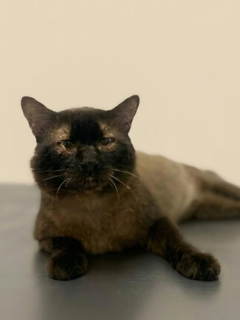 Isaac, gato de porte médio para adoção em Bertioga - SP